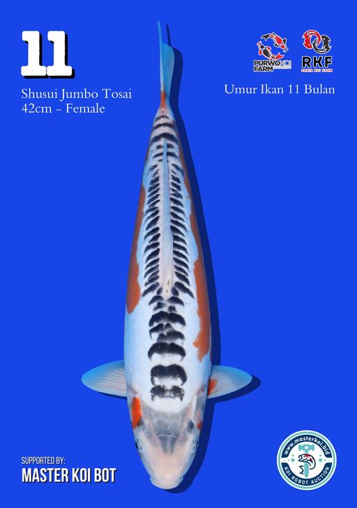 Lelang Koi Online, Jual Beli Ikan Koi, Pusat Jual Beli Koi, Info Lelang Koi Hari Ini, Platform Jual Beli Koi, Jual Beli Ikan Koi Online, Marketplace Ikan Koi, Jual Koi Terbaik, Tempat Beli Koi Berkualitas, Pasar Ikan Koi Online Terpercaya, Penjual Ikan Koi Terpercaya, Beli Koi Hias Online, Ikan Koi untuk Dijual, Koi Kualitas Terbaik, Toko Online Ikan Koi, Koi Hias Untuk Dijual, Jual Beli Ikan Koi Lokal, Koi Indonesia Online, Pusat Jual Beli Koi Terbesar