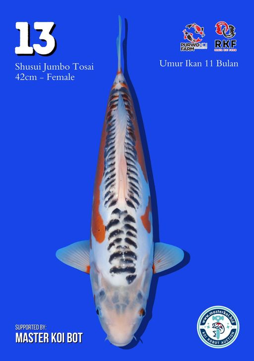 Lelang Koi Online, Jual Beli Ikan Koi, Pusat Jual Beli Koi, Info Lelang Koi Hari Ini, Platform Jual Beli Koi, Jual Beli Ikan Koi Online, Marketplace Ikan Koi, Jual Koi Terbaik, Tempat Beli Koi Berkualitas, Pasar Ikan Koi Online Terpercaya, Penjual Ikan Koi Terpercaya, Beli Koi Hias Online, Ikan Koi untuk Dijual, Koi Kualitas Terbaik, Toko Online Ikan Koi, Koi Hias Untuk Dijual, Jual Beli Ikan Koi Lokal, Koi Indonesia Online, Pusat Jual Beli Koi Terbesar