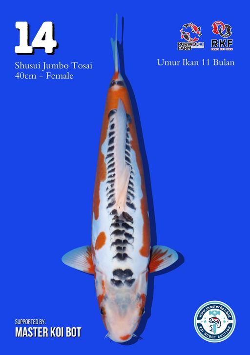 Lelang Koi Online, Jual Beli Ikan Koi, Pusat Jual Beli Koi, Info Lelang Koi Hari Ini, Platform Jual Beli Koi, Jual Beli Ikan Koi Online, Marketplace Ikan Koi, Jual Koi Terbaik, Tempat Beli Koi Berkualitas, Pasar Ikan Koi Online Terpercaya, Penjual Ikan Koi Terpercaya, Beli Koi Hias Online, Ikan Koi untuk Dijual, Koi Kualitas Terbaik, Toko Online Ikan Koi, Koi Hias Untuk Dijual, Jual Beli Ikan Koi Lokal, Koi Indonesia Online, Pusat Jual Beli Koi Terbesar