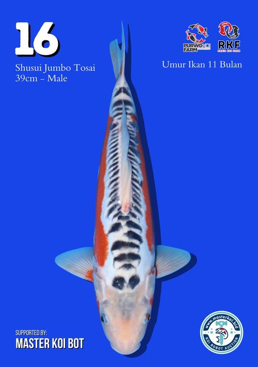 Lelang Koi Online, Jual Beli Ikan Koi, Pusat Jual Beli Koi, Info Lelang Koi Hari Ini, Platform Jual Beli Koi, Jual Beli Ikan Koi Online, Marketplace Ikan Koi, Jual Koi Terbaik, Tempat Beli Koi Berkualitas, Pasar Ikan Koi Online Terpercaya, Penjual Ikan Koi Terpercaya, Beli Koi Hias Online, Ikan Koi untuk Dijual, Koi Kualitas Terbaik, Toko Online Ikan Koi, Koi Hias Untuk Dijual, Jual Beli Ikan Koi Lokal, Koi Indonesia Online, Pusat Jual Beli Koi Terbesar