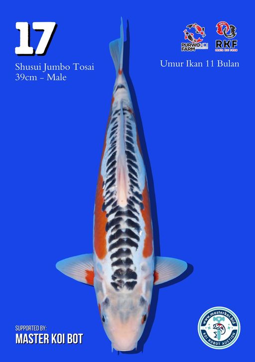 Lelang Koi Online, Jual Beli Ikan Koi, Pusat Jual Beli Koi, Info Lelang Koi Hari Ini, Platform Jual Beli Koi, Jual Beli Ikan Koi Online, Marketplace Ikan Koi, Jual Koi Terbaik, Tempat Beli Koi Berkualitas, Pasar Ikan Koi Online Terpercaya, Penjual Ikan Koi Terpercaya, Beli Koi Hias Online, Ikan Koi untuk Dijual, Koi Kualitas Terbaik, Toko Online Ikan Koi, Koi Hias Untuk Dijual, Jual Beli Ikan Koi Lokal, Koi Indonesia Online, Pusat Jual Beli Koi Terbesar