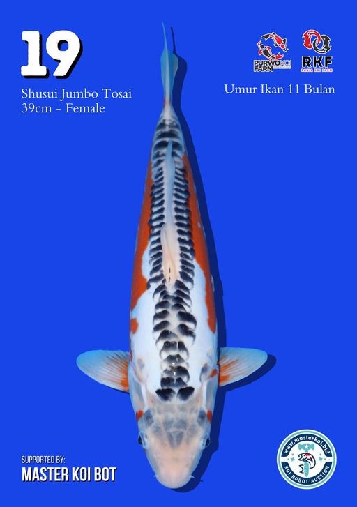 Lelang Koi Online, Jual Beli Ikan Koi, Pusat Jual Beli Koi, Info Lelang Koi Hari Ini, Platform Jual Beli Koi, Jual Beli Ikan Koi Online, Marketplace Ikan Koi, Jual Koi Terbaik, Tempat Beli Koi Berkualitas, Pasar Ikan Koi Online Terpercaya, Penjual Ikan Koi Terpercaya, Beli Koi Hias Online, Ikan Koi untuk Dijual, Koi Kualitas Terbaik, Toko Online Ikan Koi, Koi Hias Untuk Dijual, Jual Beli Ikan Koi Lokal, Koi Indonesia Online, Pusat Jual Beli Koi Terbesar