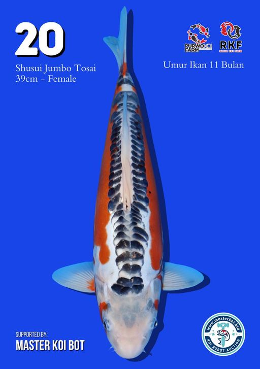 Lelang Koi Online, Jual Beli Ikan Koi, Pusat Jual Beli Koi, Info Lelang Koi Hari Ini, Platform Jual Beli Koi, Jual Beli Ikan Koi Online, Marketplace Ikan Koi, Jual Koi Terbaik, Tempat Beli Koi Berkualitas, Pasar Ikan Koi Online Terpercaya, Penjual Ikan Koi Terpercaya, Beli Koi Hias Online, Ikan Koi untuk Dijual, Koi Kualitas Terbaik, Toko Online Ikan Koi, Koi Hias Untuk Dijual, Jual Beli Ikan Koi Lokal, Koi Indonesia Online, Pusat Jual Beli Koi Terbesar