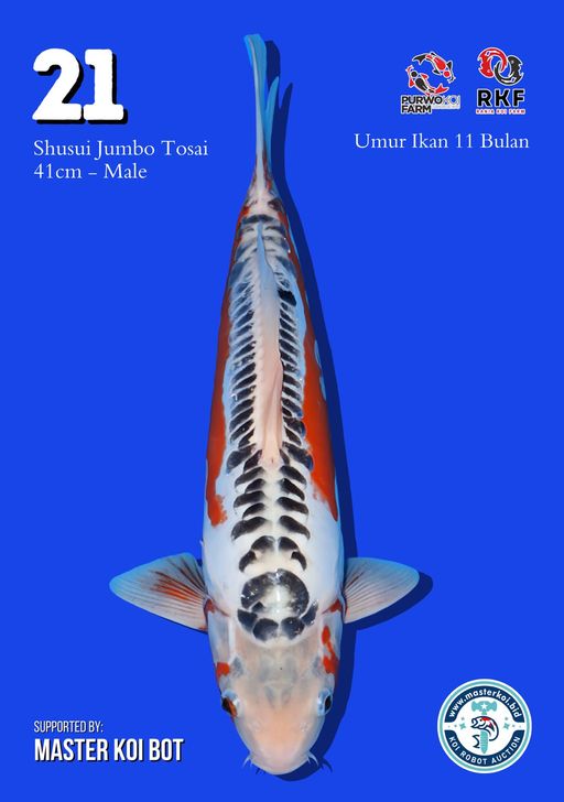 Lelang Koi Online, Jual Beli Ikan Koi, Pusat Jual Beli Koi, Info Lelang Koi Hari Ini, Platform Jual Beli Koi, Jual Beli Ikan Koi Online, Marketplace Ikan Koi, Jual Koi Terbaik, Tempat Beli Koi Berkualitas, Pasar Ikan Koi Online Terpercaya, Penjual Ikan Koi Terpercaya, Beli Koi Hias Online, Ikan Koi untuk Dijual, Koi Kualitas Terbaik, Toko Online Ikan Koi, Koi Hias Untuk Dijual, Jual Beli Ikan Koi Lokal, Koi Indonesia Online, Pusat Jual Beli Koi Terbesar