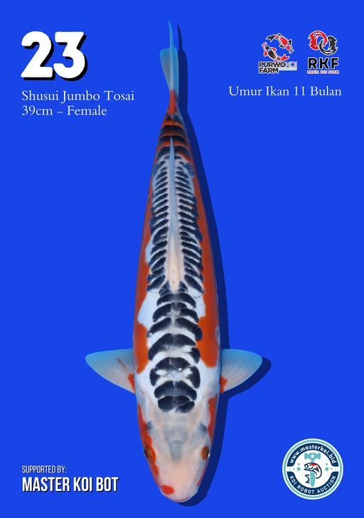 Lelang Koi Online, Jual Beli Ikan Koi, Pusat Jual Beli Koi, Info Lelang Koi Hari Ini, Platform Jual Beli Koi, Jual Beli Ikan Koi Online, Marketplace Ikan Koi, Jual Koi Terbaik, Tempat Beli Koi Berkualitas, Pasar Ikan Koi Online Terpercaya, Penjual Ikan Koi Terpercaya, Beli Koi Hias Online, Ikan Koi untuk Dijual, Koi Kualitas Terbaik, Toko Online Ikan Koi, Koi Hias Untuk Dijual, Jual Beli Ikan Koi Lokal, Koi Indonesia Online, Pusat Jual Beli Koi Terbesar
