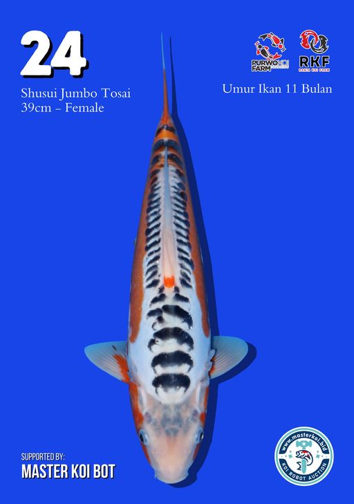 Lelang Koi Online, Jual Beli Ikan Koi, Pusat Jual Beli Koi, Info Lelang Koi Hari Ini, Platform Jual Beli Koi, Jual Beli Ikan Koi Online, Marketplace Ikan Koi, Jual Koi Terbaik, Tempat Beli Koi Berkualitas, Pasar Ikan Koi Online Terpercaya, Penjual Ikan Koi Terpercaya, Beli Koi Hias Online, Ikan Koi untuk Dijual, Koi Kualitas Terbaik, Toko Online Ikan Koi, Koi Hias Untuk Dijual, Jual Beli Ikan Koi Lokal, Koi Indonesia Online, Pusat Jual Beli Koi Terbesar