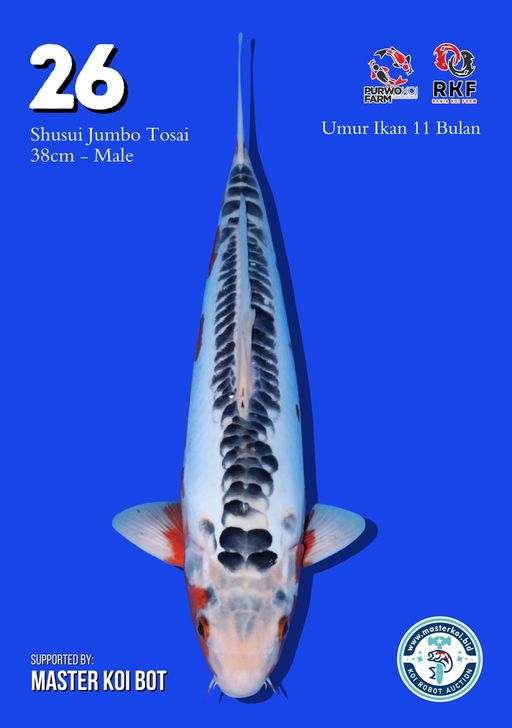 Lelang Koi Online, Jual Beli Ikan Koi, Pusat Jual Beli Koi, Info Lelang Koi Hari Ini, Platform Jual Beli Koi, Jual Beli Ikan Koi Online, Marketplace Ikan Koi, Jual Koi Terbaik, Tempat Beli Koi Berkualitas, Pasar Ikan Koi Online Terpercaya, Penjual Ikan Koi Terpercaya, Beli Koi Hias Online, Ikan Koi untuk Dijual, Koi Kualitas Terbaik, Toko Online Ikan Koi, Koi Hias Untuk Dijual, Jual Beli Ikan Koi Lokal, Koi Indonesia Online, Pusat Jual Beli Koi Terbesar