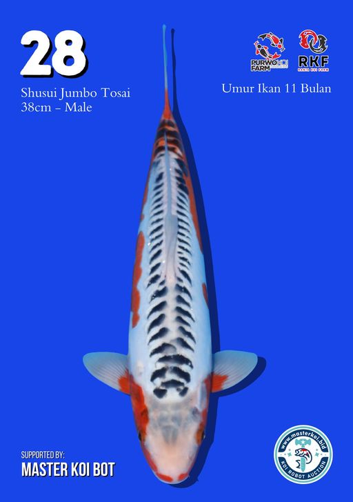 Lelang Koi Online, Jual Beli Ikan Koi, Pusat Jual Beli Koi, Info Lelang Koi Hari Ini, Platform Jual Beli Koi, Jual Beli Ikan Koi Online, Marketplace Ikan Koi, Jual Koi Terbaik, Tempat Beli Koi Berkualitas, Pasar Ikan Koi Online Terpercaya, Penjual Ikan Koi Terpercaya, Beli Koi Hias Online, Ikan Koi untuk Dijual, Koi Kualitas Terbaik, Toko Online Ikan Koi, Koi Hias Untuk Dijual, Jual Beli Ikan Koi Lokal, Koi Indonesia Online, Pusat Jual Beli Koi Terbesar