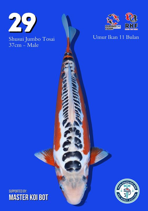 Lelang Koi Online, Jual Beli Ikan Koi, Pusat Jual Beli Koi, Info Lelang Koi Hari Ini, Platform Jual Beli Koi, Jual Beli Ikan Koi Online, Marketplace Ikan Koi, Jual Koi Terbaik, Tempat Beli Koi Berkualitas, Pasar Ikan Koi Online Terpercaya, Penjual Ikan Koi Terpercaya, Beli Koi Hias Online, Ikan Koi untuk Dijual, Koi Kualitas Terbaik, Toko Online Ikan Koi, Koi Hias Untuk Dijual, Jual Beli Ikan Koi Lokal, Koi Indonesia Online, Pusat Jual Beli Koi Terbesar