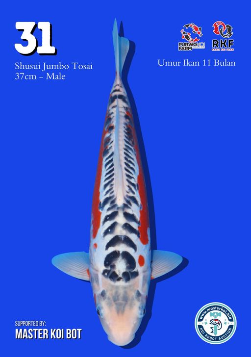 Lelang Koi Online, Jual Beli Ikan Koi, Pusat Jual Beli Koi, Info Lelang Koi Hari Ini, Platform Jual Beli Koi, Jual Beli Ikan Koi Online, Marketplace Ikan Koi, Jual Koi Terbaik, Tempat Beli Koi Berkualitas, Pasar Ikan Koi Online Terpercaya, Penjual Ikan Koi Terpercaya, Beli Koi Hias Online, Ikan Koi untuk Dijual, Koi Kualitas Terbaik, Toko Online Ikan Koi, Koi Hias Untuk Dijual, Jual Beli Ikan Koi Lokal, Koi Indonesia Online, Pusat Jual Beli Koi Terbesar