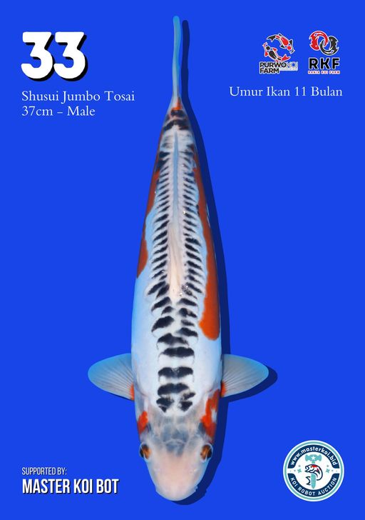 Lelang Koi Online, Jual Beli Ikan Koi, Pusat Jual Beli Koi, Info Lelang Koi Hari Ini, Platform Jual Beli Koi, Jual Beli Ikan Koi Online, Marketplace Ikan Koi, Jual Koi Terbaik, Tempat Beli Koi Berkualitas, Pasar Ikan Koi Online Terpercaya, Penjual Ikan Koi Terpercaya, Beli Koi Hias Online, Ikan Koi untuk Dijual, Koi Kualitas Terbaik, Toko Online Ikan Koi, Koi Hias Untuk Dijual, Jual Beli Ikan Koi Lokal, Koi Indonesia Online, Pusat Jual Beli Koi Terbesar