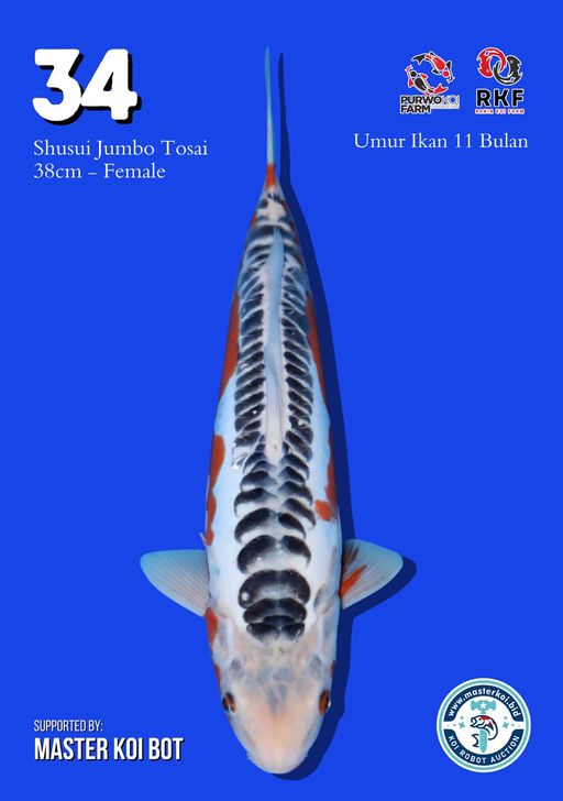 Lelang Koi Online, Jual Beli Ikan Koi, Pusat Jual Beli Koi, Info Lelang Koi Hari Ini, Platform Jual Beli Koi, Jual Beli Ikan Koi Online, Marketplace Ikan Koi, Jual Koi Terbaik, Tempat Beli Koi Berkualitas, Pasar Ikan Koi Online Terpercaya, Penjual Ikan Koi Terpercaya, Beli Koi Hias Online, Ikan Koi untuk Dijual, Koi Kualitas Terbaik, Toko Online Ikan Koi, Koi Hias Untuk Dijual, Jual Beli Ikan Koi Lokal, Koi Indonesia Online, Pusat Jual Beli Koi Terbesar