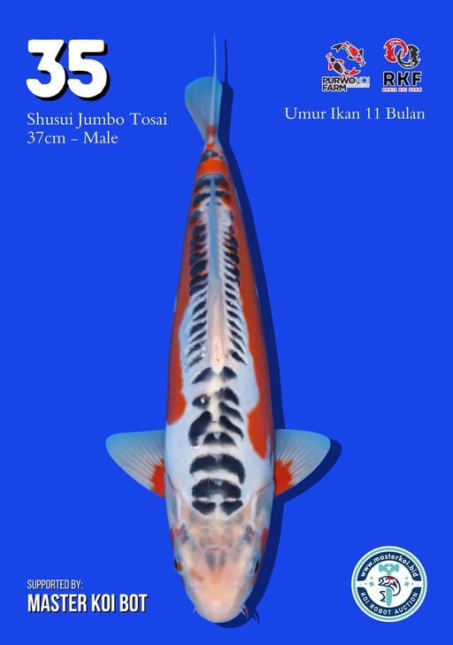 Lelang Koi Online, Jual Beli Ikan Koi, Pusat Jual Beli Koi, Info Lelang Koi Hari Ini, Platform Jual Beli Koi, Jual Beli Ikan Koi Online, Marketplace Ikan Koi, Jual Koi Terbaik, Tempat Beli Koi Berkualitas, Pasar Ikan Koi Online Terpercaya, Penjual Ikan Koi Terpercaya, Beli Koi Hias Online, Ikan Koi untuk Dijual, Koi Kualitas Terbaik, Toko Online Ikan Koi, Koi Hias Untuk Dijual, Jual Beli Ikan Koi Lokal, Koi Indonesia Online, Pusat Jual Beli Koi Terbesar
