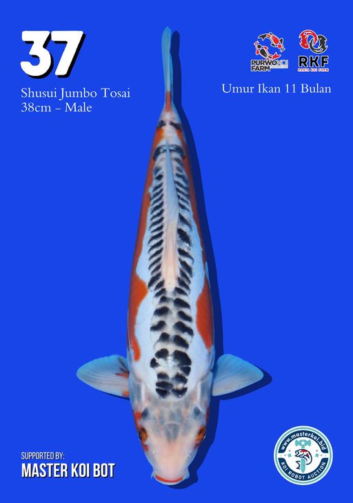 Lelang Koi Online, Jual Beli Ikan Koi, Pusat Jual Beli Koi, Info Lelang Koi Hari Ini, Platform Jual Beli Koi, Jual Beli Ikan Koi Online, Marketplace Ikan Koi, Jual Koi Terbaik, Tempat Beli Koi Berkualitas, Pasar Ikan Koi Online Terpercaya, Penjual Ikan Koi Terpercaya, Beli Koi Hias Online, Ikan Koi untuk Dijual, Koi Kualitas Terbaik, Toko Online Ikan Koi, Koi Hias Untuk Dijual, Jual Beli Ikan Koi Lokal, Koi Indonesia Online, Pusat Jual Beli Koi Terbesar