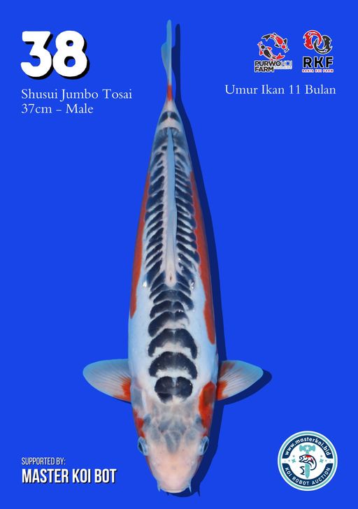 Lelang Koi Online, Jual Beli Ikan Koi, Pusat Jual Beli Koi, Info Lelang Koi Hari Ini, Platform Jual Beli Koi, Jual Beli Ikan Koi Online, Marketplace Ikan Koi, Jual Koi Terbaik, Tempat Beli Koi Berkualitas, Pasar Ikan Koi Online Terpercaya, Penjual Ikan Koi Terpercaya, Beli Koi Hias Online, Ikan Koi untuk Dijual, Koi Kualitas Terbaik, Toko Online Ikan Koi, Koi Hias Untuk Dijual, Jual Beli Ikan Koi Lokal, Koi Indonesia Online, Pusat Jual Beli Koi Terbesar