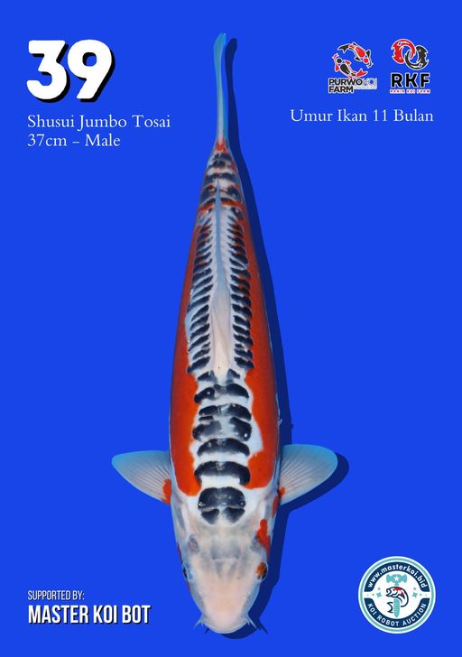 Lelang Koi Online, Jual Beli Ikan Koi, Pusat Jual Beli Koi, Info Lelang Koi Hari Ini, Platform Jual Beli Koi, Jual Beli Ikan Koi Online, Marketplace Ikan Koi, Jual Koi Terbaik, Tempat Beli Koi Berkualitas, Pasar Ikan Koi Online Terpercaya, Penjual Ikan Koi Terpercaya, Beli Koi Hias Online, Ikan Koi untuk Dijual, Koi Kualitas Terbaik, Toko Online Ikan Koi, Koi Hias Untuk Dijual, Jual Beli Ikan Koi Lokal, Koi Indonesia Online, Pusat Jual Beli Koi Terbesar