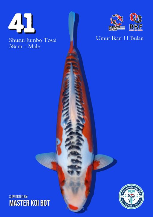 Lelang Koi Online, Jual Beli Ikan Koi, Pusat Jual Beli Koi, Info Lelang Koi Hari Ini, Platform Jual Beli Koi, Jual Beli Ikan Koi Online, Marketplace Ikan Koi, Jual Koi Terbaik, Tempat Beli Koi Berkualitas, Pasar Ikan Koi Online Terpercaya, Penjual Ikan Koi Terpercaya, Beli Koi Hias Online, Ikan Koi untuk Dijual, Koi Kualitas Terbaik, Toko Online Ikan Koi, Koi Hias Untuk Dijual, Jual Beli Ikan Koi Lokal, Koi Indonesia Online, Pusat Jual Beli Koi Terbesar