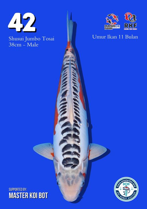 Lelang Koi Online, Jual Beli Ikan Koi, Pusat Jual Beli Koi, Info Lelang Koi Hari Ini, Platform Jual Beli Koi, Jual Beli Ikan Koi Online, Marketplace Ikan Koi, Jual Koi Terbaik, Tempat Beli Koi Berkualitas, Pasar Ikan Koi Online Terpercaya, Penjual Ikan Koi Terpercaya, Beli Koi Hias Online, Ikan Koi untuk Dijual, Koi Kualitas Terbaik, Toko Online Ikan Koi, Koi Hias Untuk Dijual, Jual Beli Ikan Koi Lokal, Koi Indonesia Online, Pusat Jual Beli Koi Terbesar
