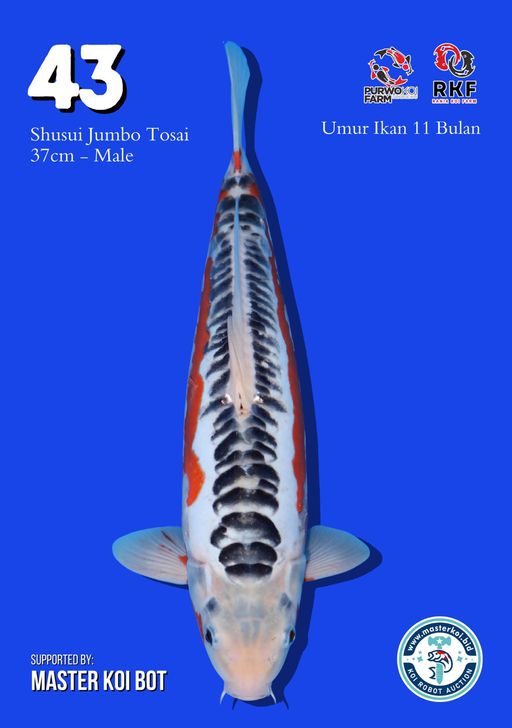 Lelang Koi Online, Jual Beli Ikan Koi, Pusat Jual Beli Koi, Info Lelang Koi Hari Ini, Platform Jual Beli Koi, Jual Beli Ikan Koi Online, Marketplace Ikan Koi, Jual Koi Terbaik, Tempat Beli Koi Berkualitas, Pasar Ikan Koi Online Terpercaya, Penjual Ikan Koi Terpercaya, Beli Koi Hias Online, Ikan Koi untuk Dijual, Koi Kualitas Terbaik, Toko Online Ikan Koi, Koi Hias Untuk Dijual, Jual Beli Ikan Koi Lokal, Koi Indonesia Online, Pusat Jual Beli Koi Terbesar