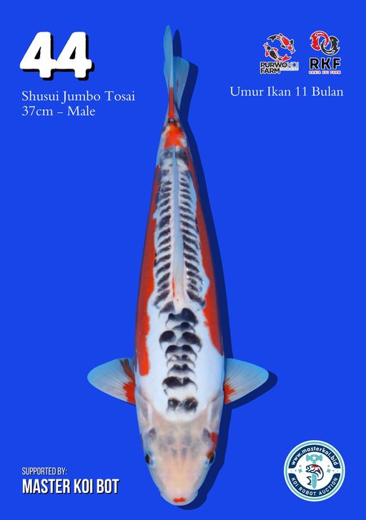 Lelang Koi Online, Jual Beli Ikan Koi, Pusat Jual Beli Koi, Info Lelang Koi Hari Ini, Platform Jual Beli Koi, Jual Beli Ikan Koi Online, Marketplace Ikan Koi, Jual Koi Terbaik, Tempat Beli Koi Berkualitas, Pasar Ikan Koi Online Terpercaya, Penjual Ikan Koi Terpercaya, Beli Koi Hias Online, Ikan Koi untuk Dijual, Koi Kualitas Terbaik, Toko Online Ikan Koi, Koi Hias Untuk Dijual, Jual Beli Ikan Koi Lokal, Koi Indonesia Online, Pusat Jual Beli Koi Terbesar