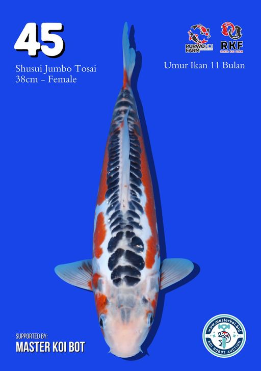 Lelang Koi Online, Jual Beli Ikan Koi, Pusat Jual Beli Koi, Info Lelang Koi Hari Ini, Platform Jual Beli Koi, Jual Beli Ikan Koi Online, Marketplace Ikan Koi, Jual Koi Terbaik, Tempat Beli Koi Berkualitas, Pasar Ikan Koi Online Terpercaya, Penjual Ikan Koi Terpercaya, Beli Koi Hias Online, Ikan Koi untuk Dijual, Koi Kualitas Terbaik, Toko Online Ikan Koi, Koi Hias Untuk Dijual, Jual Beli Ikan Koi Lokal, Koi Indonesia Online, Pusat Jual Beli Koi Terbesar