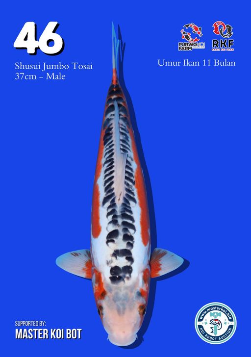Lelang Koi Online, Jual Beli Ikan Koi, Pusat Jual Beli Koi, Info Lelang Koi Hari Ini, Platform Jual Beli Koi, Jual Beli Ikan Koi Online, Marketplace Ikan Koi, Jual Koi Terbaik, Tempat Beli Koi Berkualitas, Pasar Ikan Koi Online Terpercaya, Penjual Ikan Koi Terpercaya, Beli Koi Hias Online, Ikan Koi untuk Dijual, Koi Kualitas Terbaik, Toko Online Ikan Koi, Koi Hias Untuk Dijual, Jual Beli Ikan Koi Lokal, Koi Indonesia Online, Pusat Jual Beli Koi Terbesar
