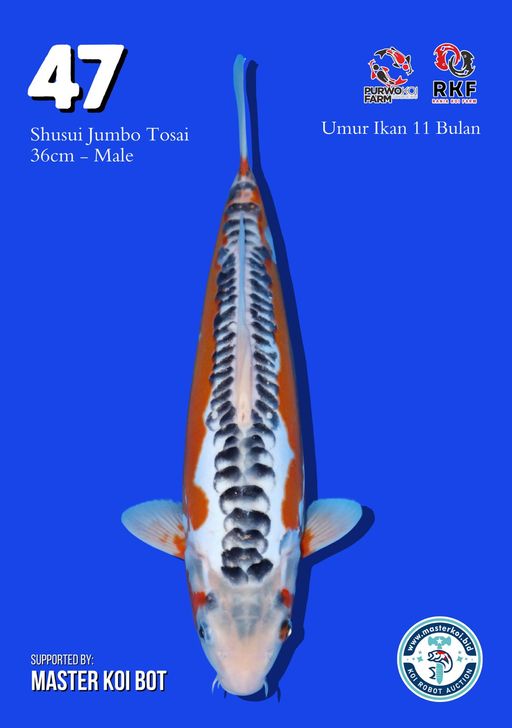 Lelang Koi Online, Jual Beli Ikan Koi, Pusat Jual Beli Koi, Info Lelang Koi Hari Ini, Platform Jual Beli Koi, Jual Beli Ikan Koi Online, Marketplace Ikan Koi, Jual Koi Terbaik, Tempat Beli Koi Berkualitas, Pasar Ikan Koi Online Terpercaya, Penjual Ikan Koi Terpercaya, Beli Koi Hias Online, Ikan Koi untuk Dijual, Koi Kualitas Terbaik, Toko Online Ikan Koi, Koi Hias Untuk Dijual, Jual Beli Ikan Koi Lokal, Koi Indonesia Online, Pusat Jual Beli Koi Terbesar