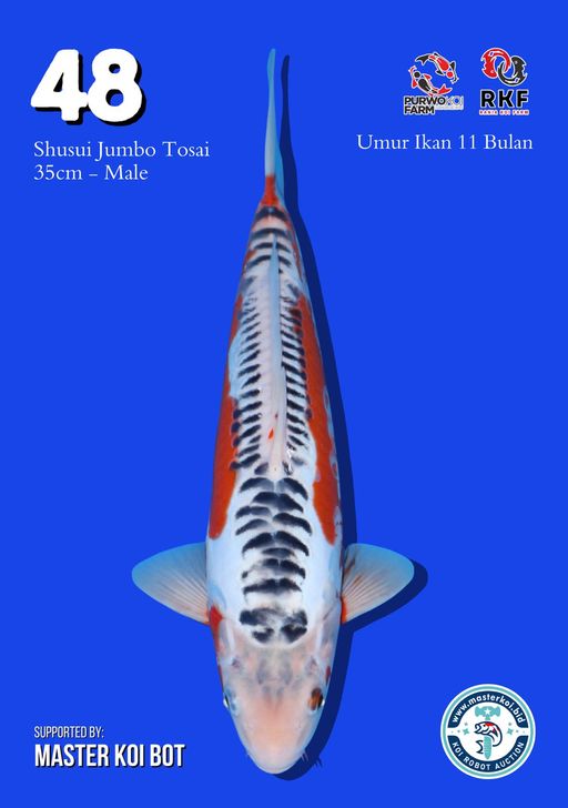 Lelang Koi Online, Jual Beli Ikan Koi, Pusat Jual Beli Koi, Info Lelang Koi Hari Ini, Platform Jual Beli Koi, Jual Beli Ikan Koi Online, Marketplace Ikan Koi, Jual Koi Terbaik, Tempat Beli Koi Berkualitas, Pasar Ikan Koi Online Terpercaya, Penjual Ikan Koi Terpercaya, Beli Koi Hias Online, Ikan Koi untuk Dijual, Koi Kualitas Terbaik, Toko Online Ikan Koi, Koi Hias Untuk Dijual, Jual Beli Ikan Koi Lokal, Koi Indonesia Online, Pusat Jual Beli Koi Terbesar