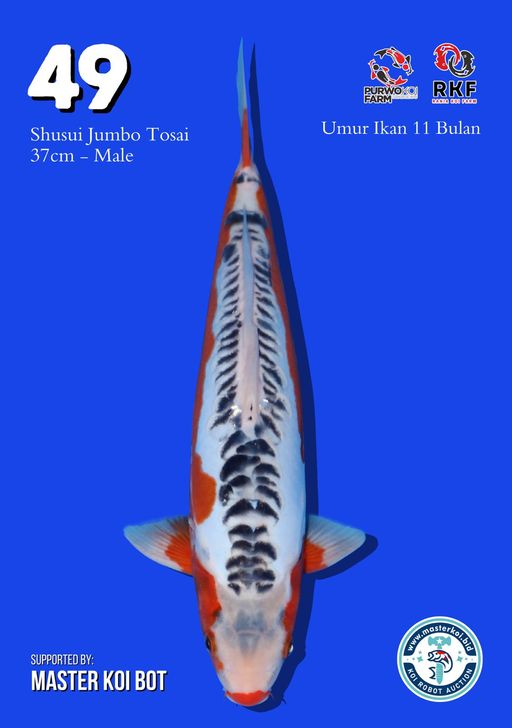 Lelang Koi Online, Jual Beli Ikan Koi, Pusat Jual Beli Koi, Info Lelang Koi Hari Ini, Platform Jual Beli Koi, Jual Beli Ikan Koi Online, Marketplace Ikan Koi, Jual Koi Terbaik, Tempat Beli Koi Berkualitas, Pasar Ikan Koi Online Terpercaya, Penjual Ikan Koi Terpercaya, Beli Koi Hias Online, Ikan Koi untuk Dijual, Koi Kualitas Terbaik, Toko Online Ikan Koi, Koi Hias Untuk Dijual, Jual Beli Ikan Koi Lokal, Koi Indonesia Online, Pusat Jual Beli Koi Terbesar