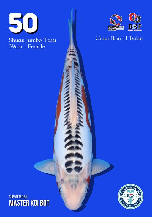 Lelang Koi Online, Jual Beli Ikan Koi, Pusat Jual Beli Koi, Info Lelang Koi Hari Ini, Platform Jual Beli Koi, Jual Beli Ikan Koi Online, Marketplace Ikan Koi, Jual Koi Terbaik, Tempat Beli Koi Berkualitas, Pasar Ikan Koi Online Terpercaya, Penjual Ikan Koi Terpercaya, Beli Koi Hias Online, Ikan Koi untuk Dijual, Koi Kualitas Terbaik, Toko Online Ikan Koi, Koi Hias Untuk Dijual, Jual Beli Ikan Koi Lokal, Koi Indonesia Online, Pusat Jual Beli Koi Terbesar