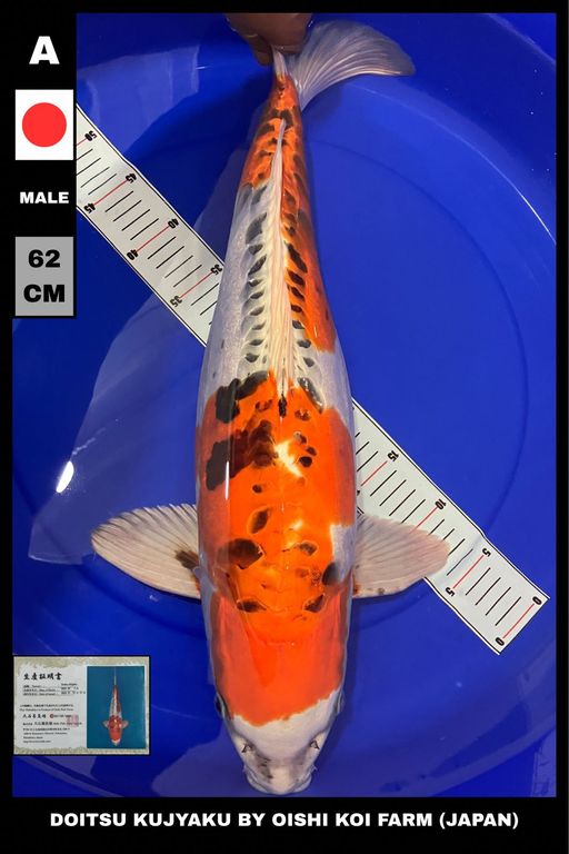 Lelang Koi Online, Jual Beli Ikan Koi, Pusat Jual Beli Koi, Info Lelang Koi Hari Ini, Platform Jual Beli Koi, Jual Beli Ikan Koi Online, Marketplace Ikan Koi, Jual Koi Terbaik, Tempat Beli Koi Berkualitas, Pasar Ikan Koi Online Terpercaya, Penjual Ikan Koi Terpercaya, Beli Koi Hias Online, Ikan Koi untuk Dijual, Koi Kualitas Terbaik, Toko Online Ikan Koi, Koi Hias Untuk Dijual, Jual Beli Ikan Koi Lokal, Koi Indonesia Online, Pusat Jual Beli Koi Terbesar