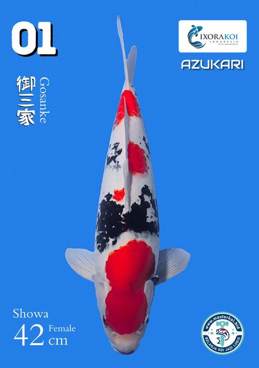 Lelang Koi Online, Jual Beli Ikan Koi, Pusat Jual Beli Koi, Info Lelang Koi Hari Ini, Platform Jual Beli Koi, Jual Beli Ikan Koi Online, Marketplace Ikan Koi, Jual Koi Terbaik, Tempat Beli Koi Berkualitas, Pasar Ikan Koi Online Terpercaya, Penjual Ikan Koi Terpercaya, Beli Koi Hias Online, Ikan Koi untuk Dijual, Koi Kualitas Terbaik, Toko Online Ikan Koi, Koi Hias Untuk Dijual, Jual Beli Ikan Koi Lokal, Koi Indonesia Online, Pusat Jual Beli Koi Terbesar