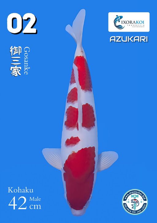 Lelang Koi Online, Jual Beli Ikan Koi, Pusat Jual Beli Koi, Info Lelang Koi Hari Ini, Platform Jual Beli Koi, Jual Beli Ikan Koi Online, Marketplace Ikan Koi, Jual Koi Terbaik, Tempat Beli Koi Berkualitas, Pasar Ikan Koi Online Terpercaya, Penjual Ikan Koi Terpercaya, Beli Koi Hias Online, Ikan Koi untuk Dijual, Koi Kualitas Terbaik, Toko Online Ikan Koi, Koi Hias Untuk Dijual, Jual Beli Ikan Koi Lokal, Koi Indonesia Online, Pusat Jual Beli Koi Terbesar