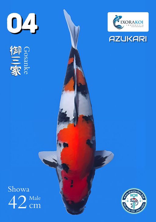 Lelang Koi Online, Jual Beli Ikan Koi, Pusat Jual Beli Koi, Info Lelang Koi Hari Ini, Platform Jual Beli Koi, Jual Beli Ikan Koi Online, Marketplace Ikan Koi, Jual Koi Terbaik, Tempat Beli Koi Berkualitas, Pasar Ikan Koi Online Terpercaya, Penjual Ikan Koi Terpercaya, Beli Koi Hias Online, Ikan Koi untuk Dijual, Koi Kualitas Terbaik, Toko Online Ikan Koi, Koi Hias Untuk Dijual, Jual Beli Ikan Koi Lokal, Koi Indonesia Online, Pusat Jual Beli Koi Terbesar