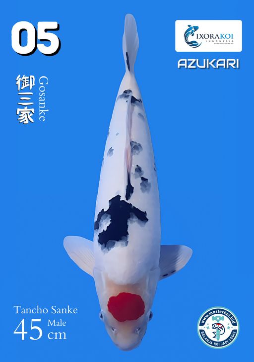 Lelang Koi Online, Jual Beli Ikan Koi, Pusat Jual Beli Koi, Info Lelang Koi Hari Ini, Platform Jual Beli Koi, Jual Beli Ikan Koi Online, Marketplace Ikan Koi, Jual Koi Terbaik, Tempat Beli Koi Berkualitas, Pasar Ikan Koi Online Terpercaya, Penjual Ikan Koi Terpercaya, Beli Koi Hias Online, Ikan Koi untuk Dijual, Koi Kualitas Terbaik, Toko Online Ikan Koi, Koi Hias Untuk Dijual, Jual Beli Ikan Koi Lokal, Koi Indonesia Online, Pusat Jual Beli Koi Terbesar