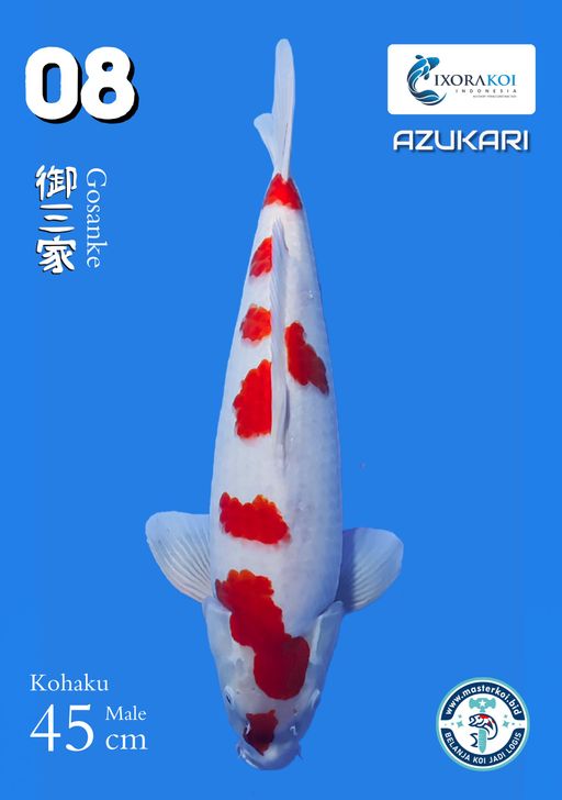 Lelang Koi Online, Jual Beli Ikan Koi, Pusat Jual Beli Koi, Info Lelang Koi Hari Ini, Platform Jual Beli Koi, Jual Beli Ikan Koi Online, Marketplace Ikan Koi, Jual Koi Terbaik, Tempat Beli Koi Berkualitas, Pasar Ikan Koi Online Terpercaya, Penjual Ikan Koi Terpercaya, Beli Koi Hias Online, Ikan Koi untuk Dijual, Koi Kualitas Terbaik, Toko Online Ikan Koi, Koi Hias Untuk Dijual, Jual Beli Ikan Koi Lokal, Koi Indonesia Online, Pusat Jual Beli Koi Terbesar