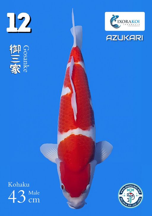 Lelang Koi Online, Jual Beli Ikan Koi, Pusat Jual Beli Koi, Info Lelang Koi Hari Ini, Platform Jual Beli Koi, Jual Beli Ikan Koi Online, Marketplace Ikan Koi, Jual Koi Terbaik, Tempat Beli Koi Berkualitas, Pasar Ikan Koi Online Terpercaya, Penjual Ikan Koi Terpercaya, Beli Koi Hias Online, Ikan Koi untuk Dijual, Koi Kualitas Terbaik, Toko Online Ikan Koi, Koi Hias Untuk Dijual, Jual Beli Ikan Koi Lokal, Koi Indonesia Online, Pusat Jual Beli Koi Terbesar