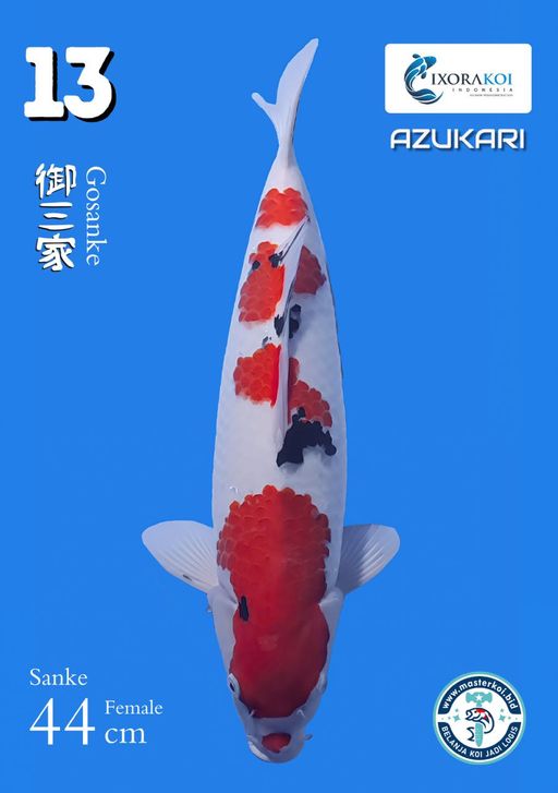Lelang Koi Online, Jual Beli Ikan Koi, Pusat Jual Beli Koi, Info Lelang Koi Hari Ini, Platform Jual Beli Koi, Jual Beli Ikan Koi Online, Marketplace Ikan Koi, Jual Koi Terbaik, Tempat Beli Koi Berkualitas, Pasar Ikan Koi Online Terpercaya, Penjual Ikan Koi Terpercaya, Beli Koi Hias Online, Ikan Koi untuk Dijual, Koi Kualitas Terbaik, Toko Online Ikan Koi, Koi Hias Untuk Dijual, Jual Beli Ikan Koi Lokal, Koi Indonesia Online, Pusat Jual Beli Koi Terbesar