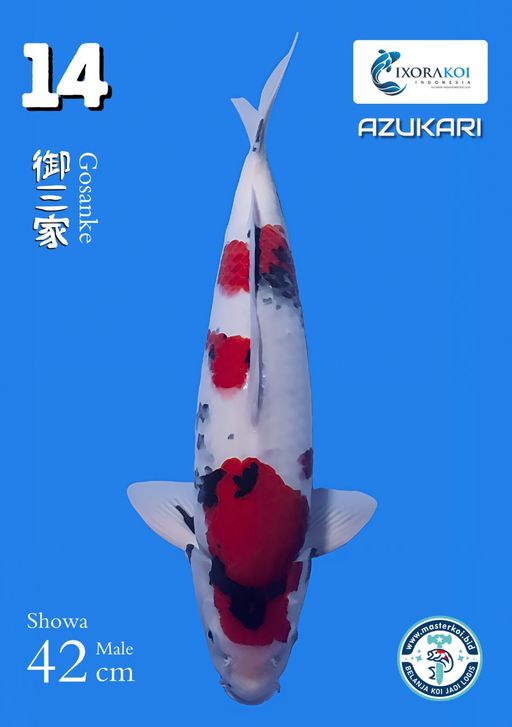 Lelang Koi Online, Jual Beli Ikan Koi, Pusat Jual Beli Koi, Info Lelang Koi Hari Ini, Platform Jual Beli Koi, Jual Beli Ikan Koi Online, Marketplace Ikan Koi, Jual Koi Terbaik, Tempat Beli Koi Berkualitas, Pasar Ikan Koi Online Terpercaya, Penjual Ikan Koi Terpercaya, Beli Koi Hias Online, Ikan Koi untuk Dijual, Koi Kualitas Terbaik, Toko Online Ikan Koi, Koi Hias Untuk Dijual, Jual Beli Ikan Koi Lokal, Koi Indonesia Online, Pusat Jual Beli Koi Terbesar