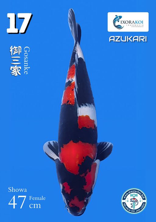 Lelang Koi Online, Jual Beli Ikan Koi, Pusat Jual Beli Koi, Info Lelang Koi Hari Ini, Platform Jual Beli Koi, Jual Beli Ikan Koi Online, Marketplace Ikan Koi, Jual Koi Terbaik, Tempat Beli Koi Berkualitas, Pasar Ikan Koi Online Terpercaya, Penjual Ikan Koi Terpercaya, Beli Koi Hias Online, Ikan Koi untuk Dijual, Koi Kualitas Terbaik, Toko Online Ikan Koi, Koi Hias Untuk Dijual, Jual Beli Ikan Koi Lokal, Koi Indonesia Online, Pusat Jual Beli Koi Terbesar