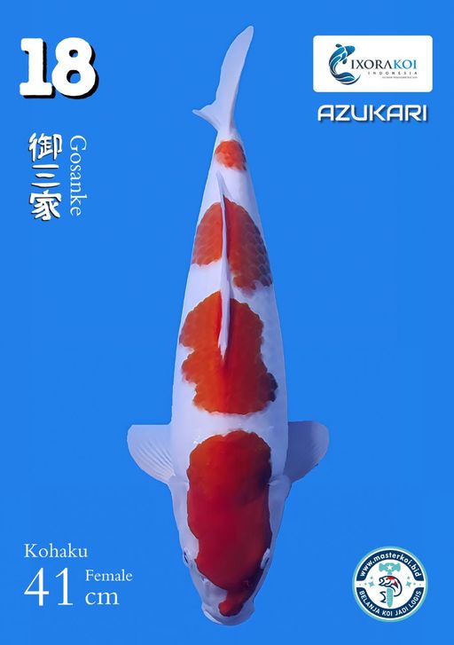 Lelang Koi Online, Jual Beli Ikan Koi, Pusat Jual Beli Koi, Info Lelang Koi Hari Ini, Platform Jual Beli Koi, Jual Beli Ikan Koi Online, Marketplace Ikan Koi, Jual Koi Terbaik, Tempat Beli Koi Berkualitas, Pasar Ikan Koi Online Terpercaya, Penjual Ikan Koi Terpercaya, Beli Koi Hias Online, Ikan Koi untuk Dijual, Koi Kualitas Terbaik, Toko Online Ikan Koi, Koi Hias Untuk Dijual, Jual Beli Ikan Koi Lokal, Koi Indonesia Online, Pusat Jual Beli Koi Terbesar