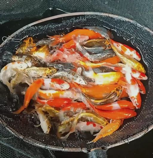 Lelang Koi Online, Jual Beli Ikan Koi, Pusat Jual Beli Koi, Info Lelang Koi Hari Ini, Platform Jual Beli Koi, Jual Beli Ikan Koi Online, Marketplace Ikan Koi, Jual Koi Terbaik, Tempat Beli Koi Berkualitas, Pasar Ikan Koi Online Terpercaya, Penjual Ikan Koi Terpercaya, Beli Koi Hias Online, Ikan Koi untuk Dijual, Koi Kualitas Terbaik, Toko Online Ikan Koi, Koi Hias Untuk Dijual, Jual Beli Ikan Koi Lokal, Koi Indonesia Online, Pusat Jual Beli Koi Terbesar
