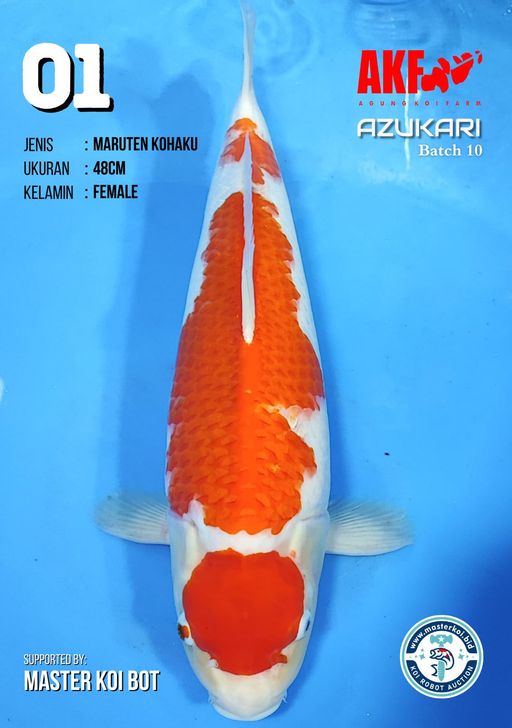 Lelang Koi Online, Jual Beli Ikan Koi, Pusat Jual Beli Koi, Info Lelang Koi Hari Ini, Platform Jual Beli Koi, Jual Beli Ikan Koi Online, Marketplace Ikan Koi, Jual Koi Terbaik, Tempat Beli Koi Berkualitas, Pasar Ikan Koi Online Terpercaya, Penjual Ikan Koi Terpercaya, Beli Koi Hias Online, Ikan Koi untuk Dijual, Koi Kualitas Terbaik, Toko Online Ikan Koi, Koi Hias Untuk Dijual, Jual Beli Ikan Koi Lokal, Koi Indonesia Online, Pusat Jual Beli Koi Terbesar