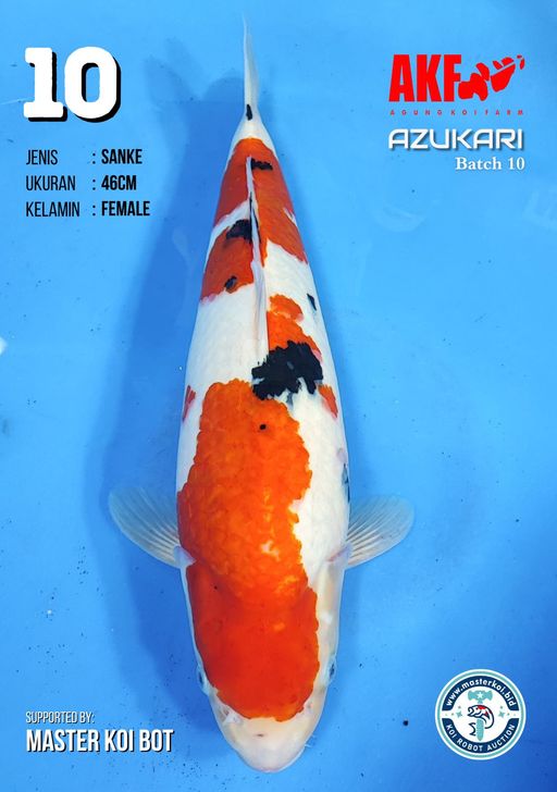 Lelang Koi Online, Jual Beli Ikan Koi, Pusat Jual Beli Koi, Info Lelang Koi Hari Ini, Platform Jual Beli Koi, Jual Beli Ikan Koi Online, Marketplace Ikan Koi, Jual Koi Terbaik, Tempat Beli Koi Berkualitas, Pasar Ikan Koi Online Terpercaya, Penjual Ikan Koi Terpercaya, Beli Koi Hias Online, Ikan Koi untuk Dijual, Koi Kualitas Terbaik, Toko Online Ikan Koi, Koi Hias Untuk Dijual, Jual Beli Ikan Koi Lokal, Koi Indonesia Online, Pusat Jual Beli Koi Terbesar