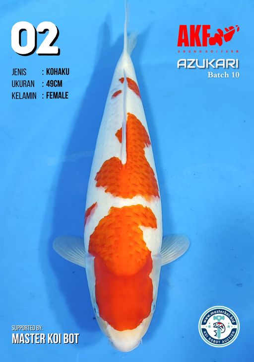 Lelang Koi Online, Jual Beli Ikan Koi, Pusat Jual Beli Koi, Info Lelang Koi Hari Ini, Platform Jual Beli Koi, Jual Beli Ikan Koi Online, Marketplace Ikan Koi, Jual Koi Terbaik, Tempat Beli Koi Berkualitas, Pasar Ikan Koi Online Terpercaya, Penjual Ikan Koi Terpercaya, Beli Koi Hias Online, Ikan Koi untuk Dijual, Koi Kualitas Terbaik, Toko Online Ikan Koi, Koi Hias Untuk Dijual, Jual Beli Ikan Koi Lokal, Koi Indonesia Online, Pusat Jual Beli Koi Terbesar