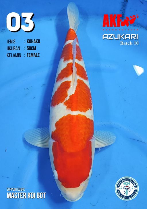Lelang Koi Online, Jual Beli Ikan Koi, Pusat Jual Beli Koi, Info Lelang Koi Hari Ini, Platform Jual Beli Koi, Jual Beli Ikan Koi Online, Marketplace Ikan Koi, Jual Koi Terbaik, Tempat Beli Koi Berkualitas, Pasar Ikan Koi Online Terpercaya, Penjual Ikan Koi Terpercaya, Beli Koi Hias Online, Ikan Koi untuk Dijual, Koi Kualitas Terbaik, Toko Online Ikan Koi, Koi Hias Untuk Dijual, Jual Beli Ikan Koi Lokal, Koi Indonesia Online, Pusat Jual Beli Koi Terbesar