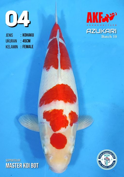 Lelang Koi Online, Jual Beli Ikan Koi, Pusat Jual Beli Koi, Info Lelang Koi Hari Ini, Platform Jual Beli Koi, Jual Beli Ikan Koi Online, Marketplace Ikan Koi, Jual Koi Terbaik, Tempat Beli Koi Berkualitas, Pasar Ikan Koi Online Terpercaya, Penjual Ikan Koi Terpercaya, Beli Koi Hias Online, Ikan Koi untuk Dijual, Koi Kualitas Terbaik, Toko Online Ikan Koi, Koi Hias Untuk Dijual, Jual Beli Ikan Koi Lokal, Koi Indonesia Online, Pusat Jual Beli Koi Terbesar