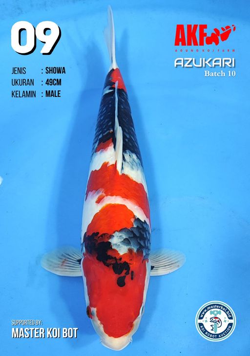 Lelang Koi Online, Jual Beli Ikan Koi, Pusat Jual Beli Koi, Info Lelang Koi Hari Ini, Platform Jual Beli Koi, Jual Beli Ikan Koi Online, Marketplace Ikan Koi, Jual Koi Terbaik, Tempat Beli Koi Berkualitas, Pasar Ikan Koi Online Terpercaya, Penjual Ikan Koi Terpercaya, Beli Koi Hias Online, Ikan Koi untuk Dijual, Koi Kualitas Terbaik, Toko Online Ikan Koi, Koi Hias Untuk Dijual, Jual Beli Ikan Koi Lokal, Koi Indonesia Online, Pusat Jual Beli Koi Terbesar