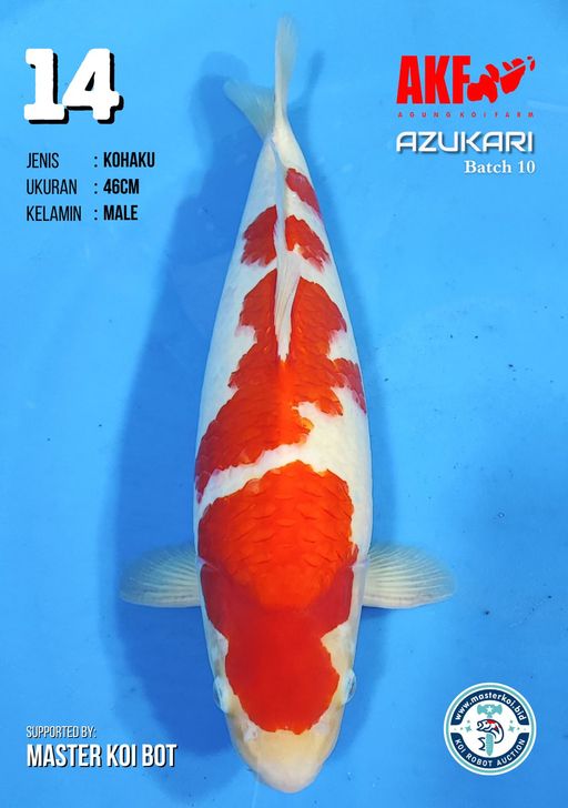 Lelang Koi Online, Jual Beli Ikan Koi, Pusat Jual Beli Koi, Info Lelang Koi Hari Ini, Platform Jual Beli Koi, Jual Beli Ikan Koi Online, Marketplace Ikan Koi, Jual Koi Terbaik, Tempat Beli Koi Berkualitas, Pasar Ikan Koi Online Terpercaya, Penjual Ikan Koi Terpercaya, Beli Koi Hias Online, Ikan Koi untuk Dijual, Koi Kualitas Terbaik, Toko Online Ikan Koi, Koi Hias Untuk Dijual, Jual Beli Ikan Koi Lokal, Koi Indonesia Online, Pusat Jual Beli Koi Terbesar