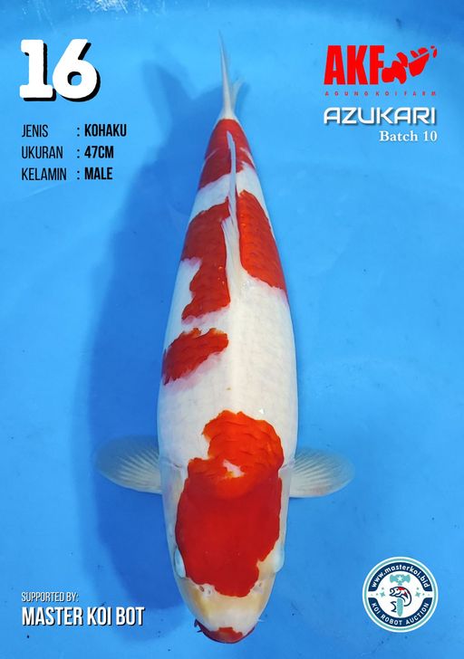 Lelang Koi Online, Jual Beli Ikan Koi, Pusat Jual Beli Koi, Info Lelang Koi Hari Ini, Platform Jual Beli Koi, Jual Beli Ikan Koi Online, Marketplace Ikan Koi, Jual Koi Terbaik, Tempat Beli Koi Berkualitas, Pasar Ikan Koi Online Terpercaya, Penjual Ikan Koi Terpercaya, Beli Koi Hias Online, Ikan Koi untuk Dijual, Koi Kualitas Terbaik, Toko Online Ikan Koi, Koi Hias Untuk Dijual, Jual Beli Ikan Koi Lokal, Koi Indonesia Online, Pusat Jual Beli Koi Terbesar